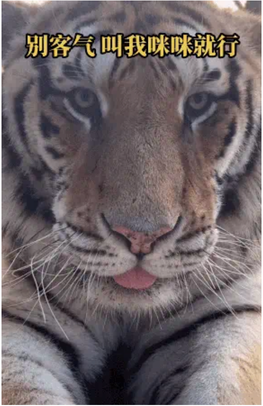 尔滨的「梗」风暴插图8 尔滨的「梗」风暴