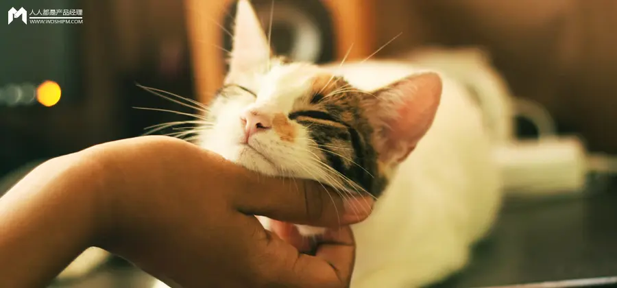 送一只猫赚8000元、最快2个月回本，“免费领养”悄然走红