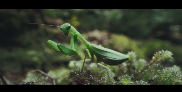 恐怖狼人变身《狼人》首曝预告 海报!2025年上映插图2 恐怖狼人变身《狼人》首曝预告 海报!2025年上映