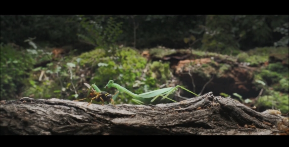 恐怖狼人变身《狼人》首曝预告 海报!2025年上映插图3 恐怖狼人变身《狼人》首曝预告 海报!2025年上映