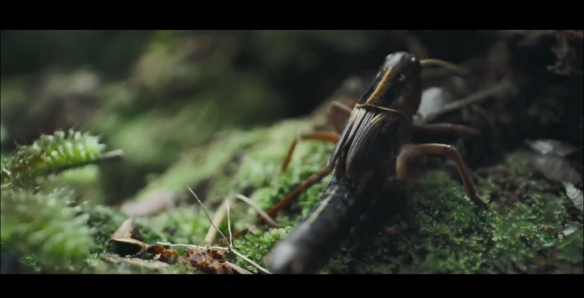 恐怖狼人变身《狼人》首曝预告 海报!2025年上映插图1 恐怖狼人变身《狼人》首曝预告 海报!2025年上映